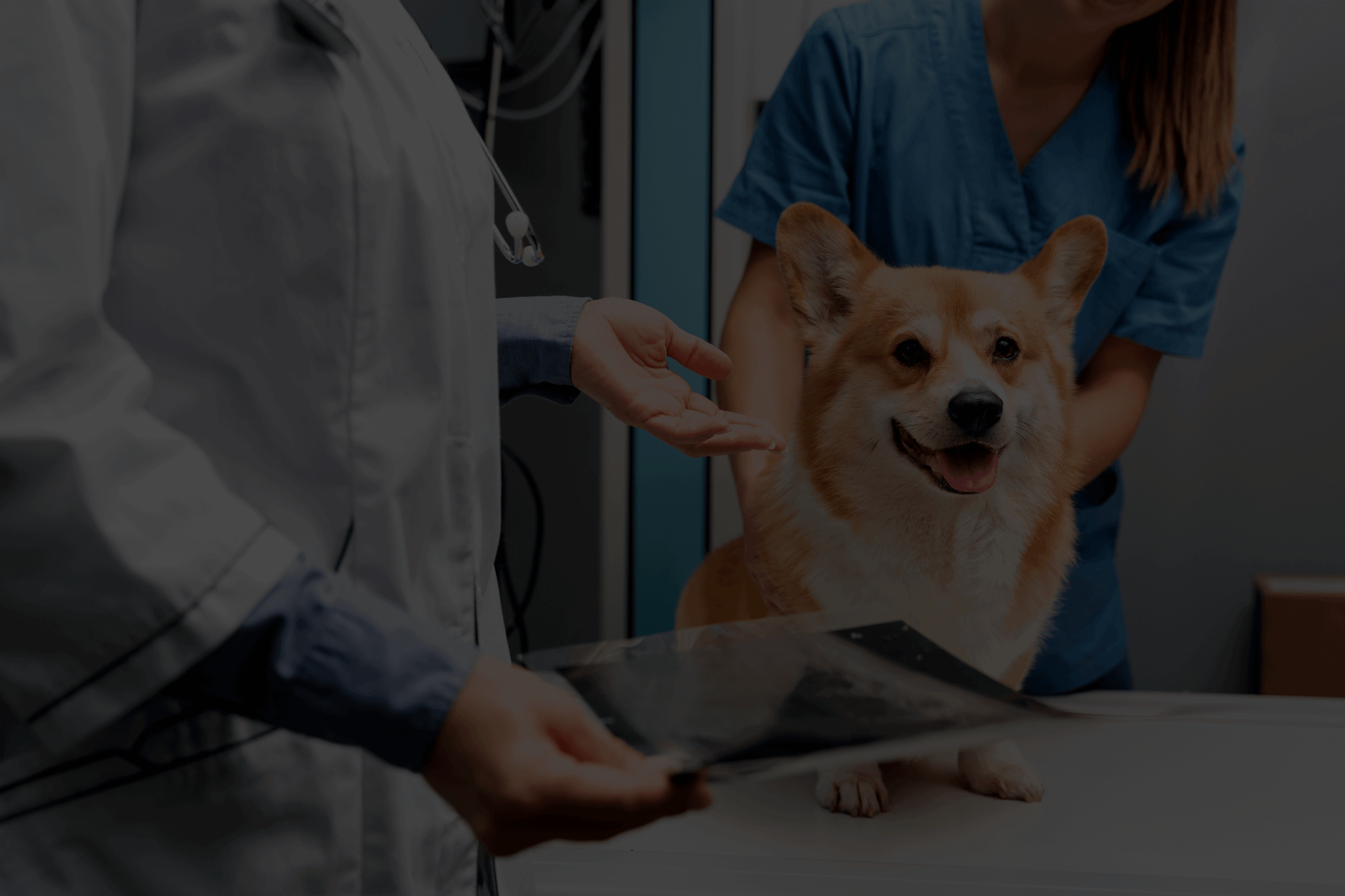 Perro en consulta veterinaria